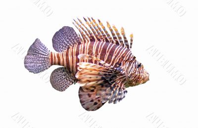 Red lionfish