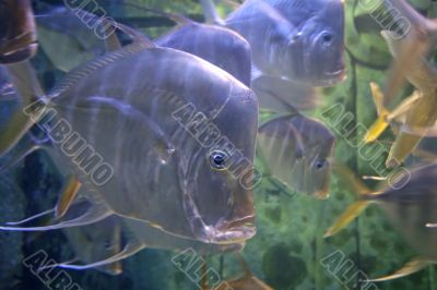 Swimming Fish