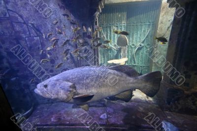 Swimming Fish