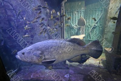 Swimming Fish