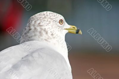 Seagull