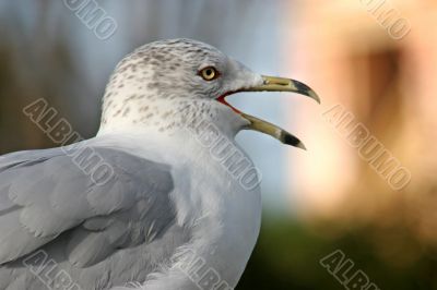 Seagull