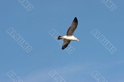 Seagull