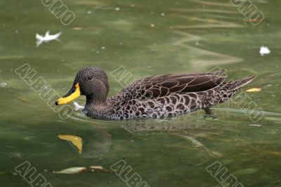 Duck Swimming