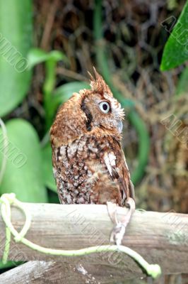 Owl on Branch