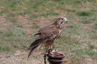 Kestral