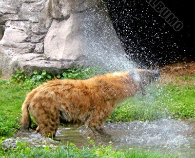 Hyena
