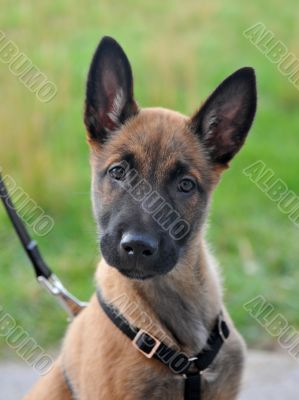 puppy malinois