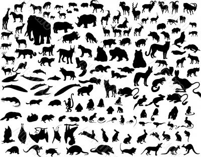 Vector animals
