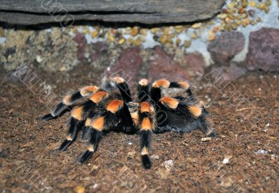 Giant Orange Tarantula