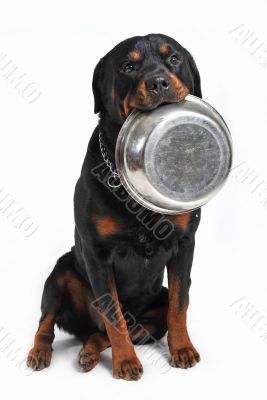 hungry rottweiler