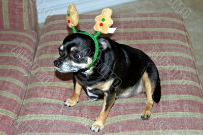 Christmas Dog