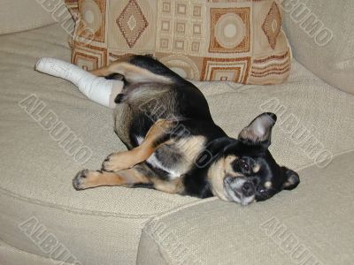 Injured Dog