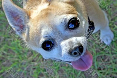 Dog Close-Up