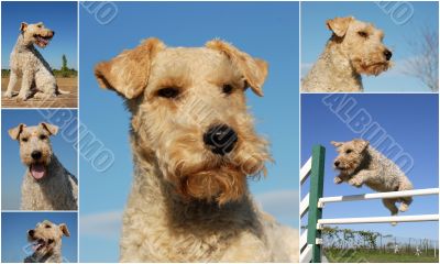 fox terrier