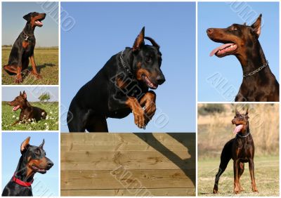 doberman