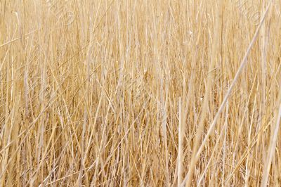 dry reed