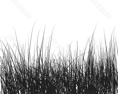 grass