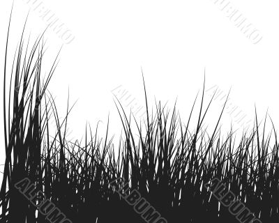 grass