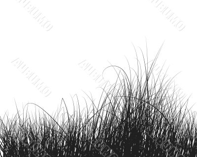 grass