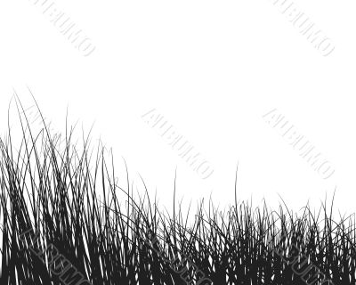 grass