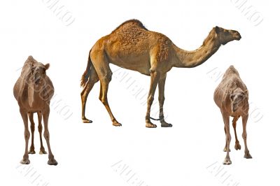 Camel