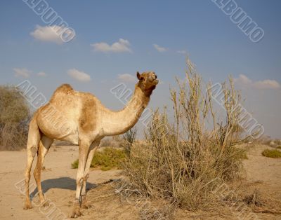 Camel in the desert