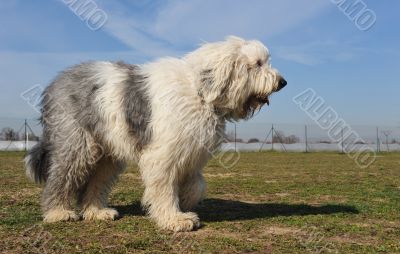 Old English Sheepdog