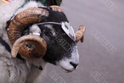 ceremonial ram