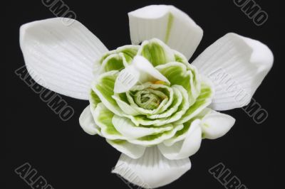 snowdrop