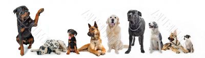 group of dogs