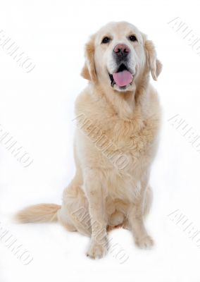golden retriever