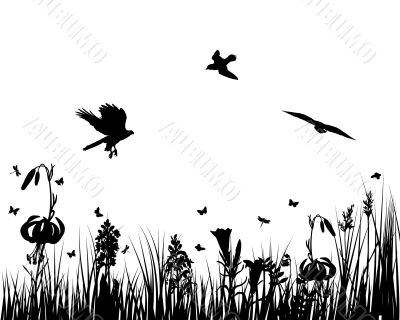 meadow