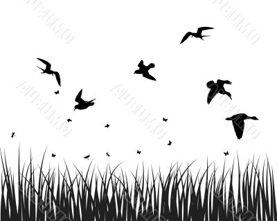meadow