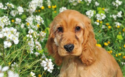 puppy spaniel cocker