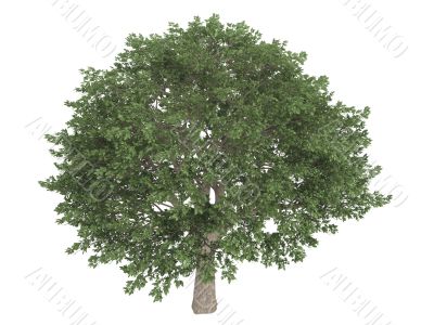 Brazilian pepper or Schinus terebinthifolius