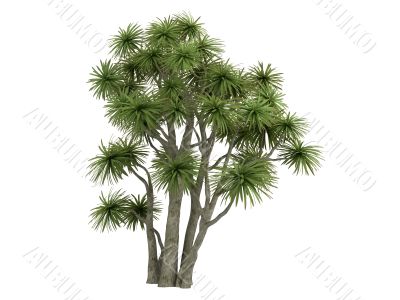 Cabbage Palm or Cordyline australis