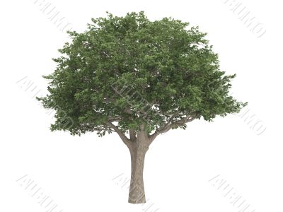 Brazilian pepper or Schinus terebinthifolius