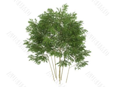 Golden fishpole bamboo or Phyllostachys aurea