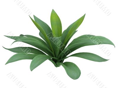 Agave