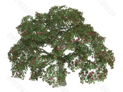 Coral tree or Erythrina
