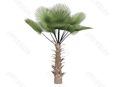 Windmill palm or Trachycarpus fortunei