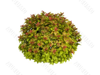 Spiraea