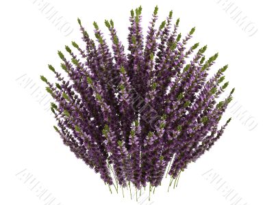 Heather or Calluna