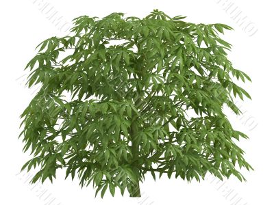 Fatsia