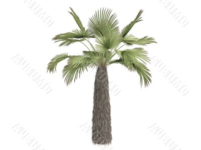 Kumaon palm or Trachycarpus takil