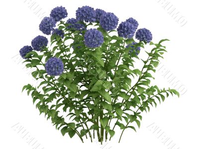 Hydrangea