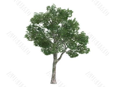 Platane or Platanus