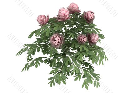 Peonia
