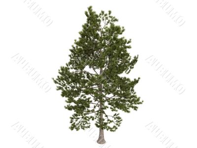 Loblolly pine or Pinus taeda